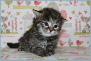 Male Siberian Kitten from Deedlebug Siberians